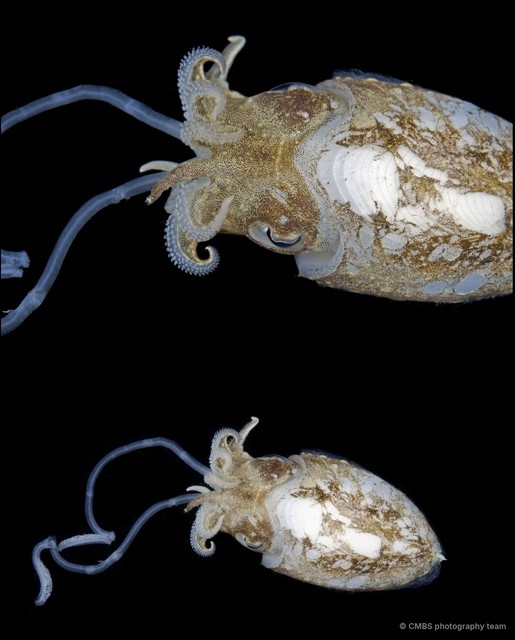 Acanthosepion aculeatum • © CMBS photography team • All Rights Reserved