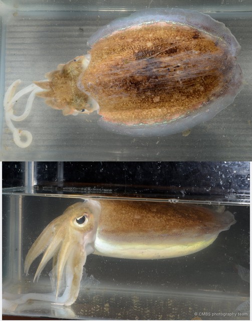 Acanthosepion aculeatum