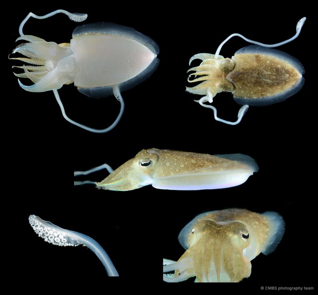 Acanthosepion recurvirostrum • © CMBS photography team • All Rights Reserved
