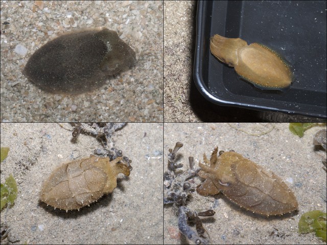 Ascarosepion latimanus