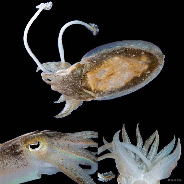 Ascarosepion latimanus • © Rene Ong • All Rights Reserved