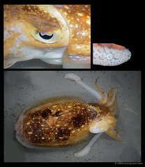 Ascarosepion latimanus • © CMBS photography team • All Rights Reserved