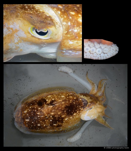 Ascarosepion latimanus