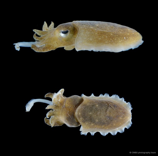 Ascarosepion latimanus