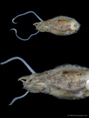 Sepiella inermis • © CMBS photography team • All Rights Reserved
