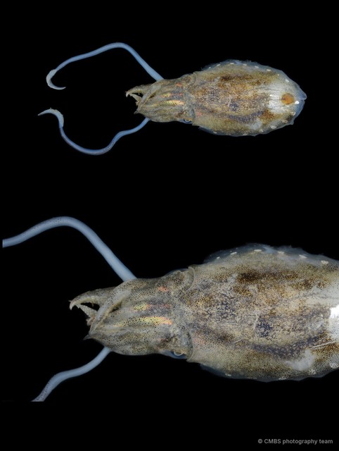 Sepiella inermis