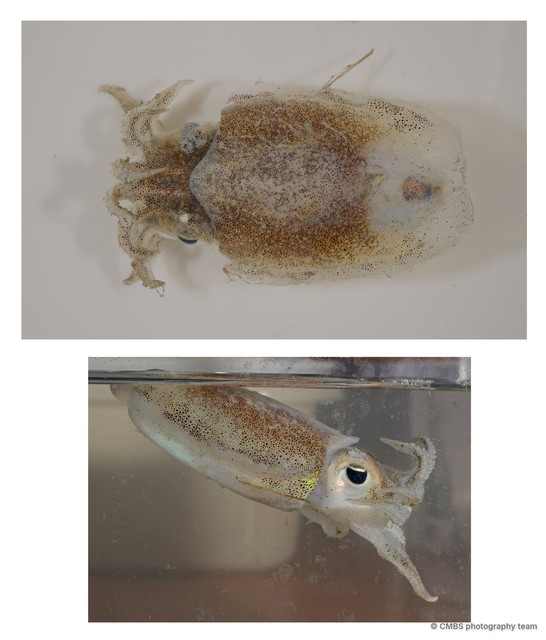 Sepiella inermis