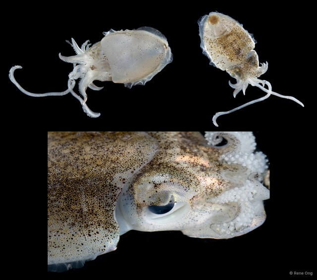 Sepiella inermis • © Rene Ong • All Rights Reserved