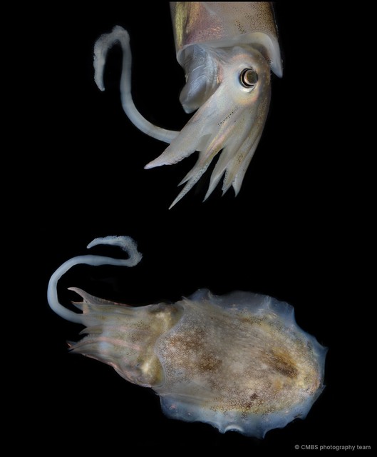 Sepiella inermis