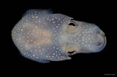 Sepiadarium sp. "7c1bfad9"