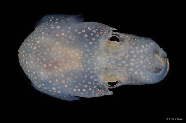 Sepiadarium sp. "7c1bfad9" • © Arthur Anker • All Rights Reserved
