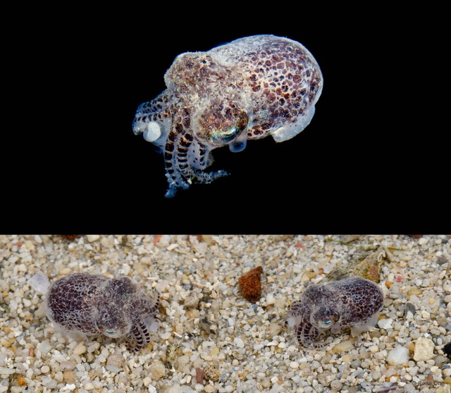 Sepiolidae sp. "1" • © Rene Ong • All Rights Reserved