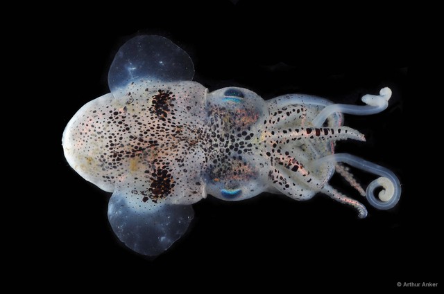Sepiolidae sp. "2a" • © Arthur Anker • All Rights Reserved