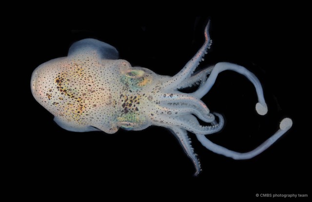 Sepiolidae sp. "2b" • © CMBS photography team • All Rights Reserved