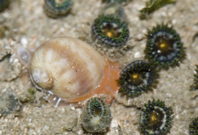 Gastropoda sp. "21b13144" • © Rene Ong • All Rights Reserved