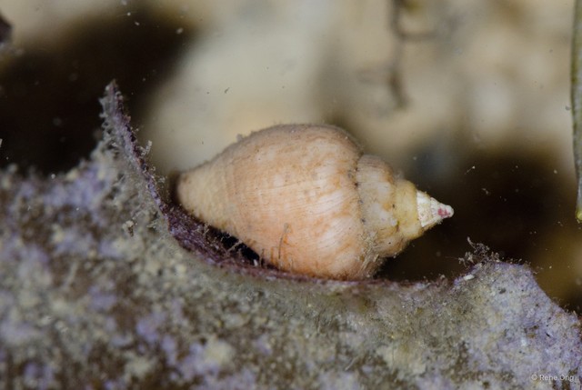 Gastropoda sp. "21b13156" • © Rene Ong • All Rights Reserved
