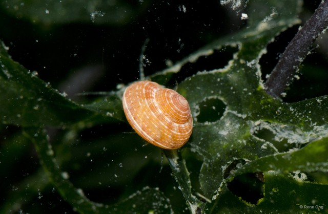 Gastropoda sp. "21b13159" • © Rene Ong • All Rights Reserved