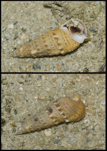 Gastropoda sp. "21b1315f" • © Rene Ong • All Rights Reserved