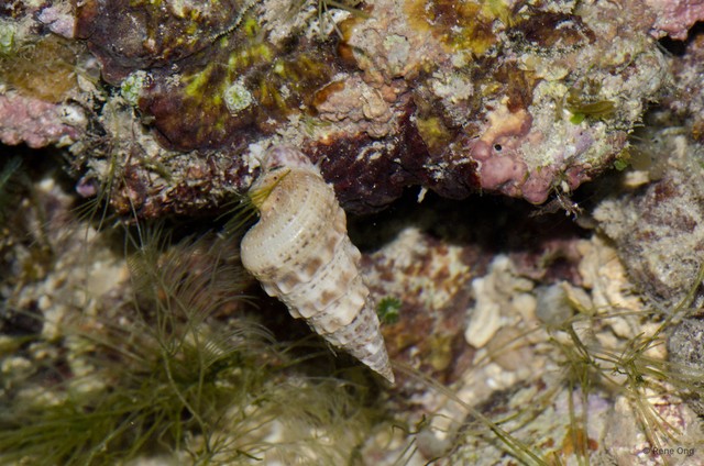 Gastropoda sp. "21b13162" • © Rene Ong • All Rights Reserved