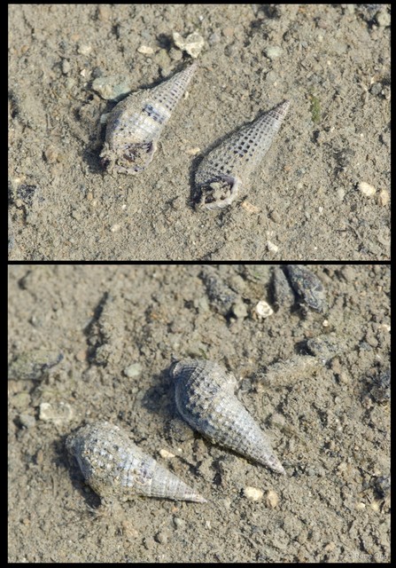 Gastropoda sp. "21b13168" • © Rene Ong • All Rights Reserved