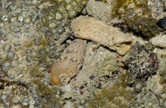 Gastropoda sp. "21b1316b"