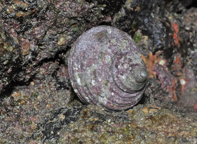 Gastropoda sp. "912ca8a6" • © Rene Ong • All Rights Reserved