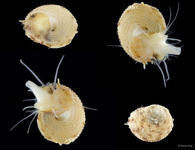 Gastropoda sp. "ARM-0618" • © Rene Ong • All Rights Reserved