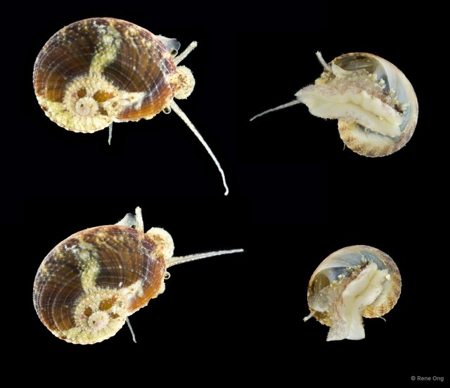 Gastropoda sp. "ARM-0791" • © Rene Ong • All Rights Reserved