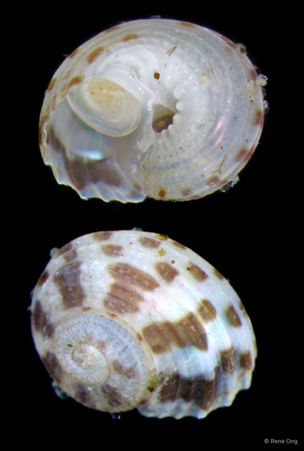 Gastropoda sp. "ARM-0795" • © Rene Ong • All Rights Reserved