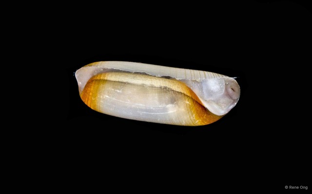Gastropoda sp. "Bubble snail" • © Rene Ong • All Rights Reserved