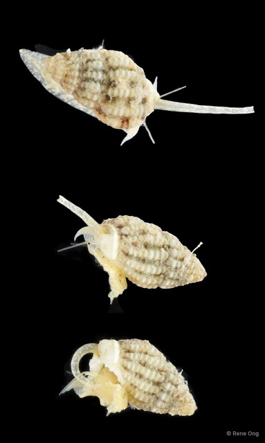 Gastropoda sp. "Gastropod 10" • © Rene Ong • All Rights Reserved
