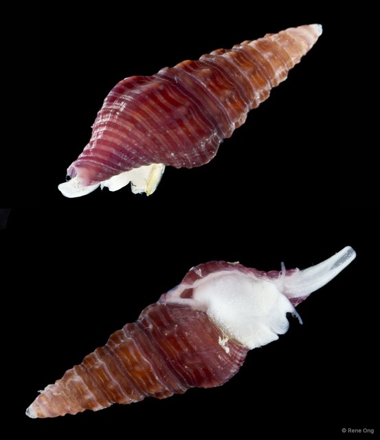 Gastropoda sp. "Gastropod 13" • © Rene Ong • All Rights Reserved