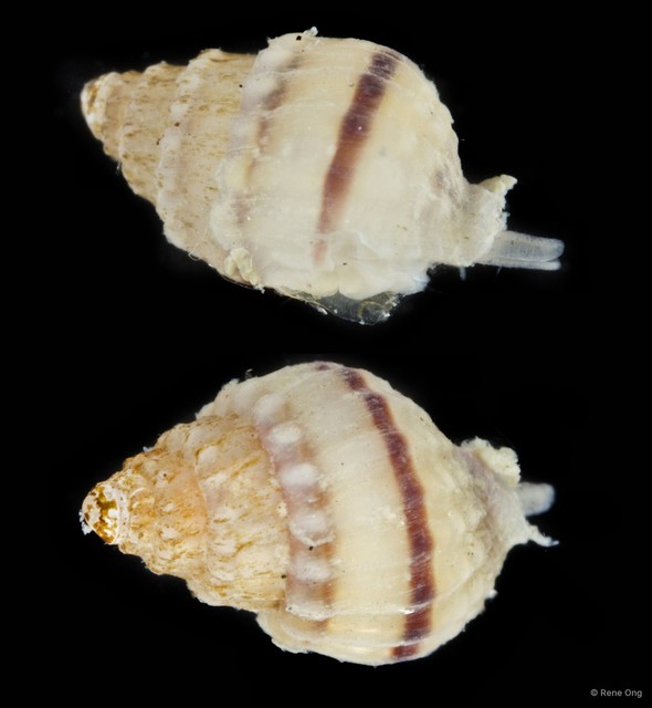 Gastropoda sp. "Gastropod 14" • © Rene Ong • All Rights Reserved