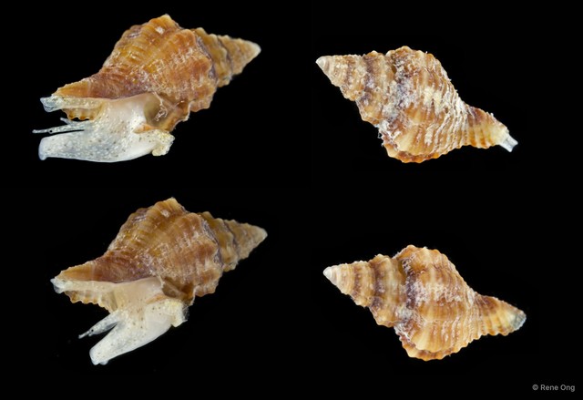 Gastropoda sp. "Gastropod 15" • © Rene Ong • All Rights Reserved