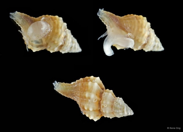 Gastropoda sp. "Gastropod 16" • © Rene Ong • All Rights Reserved