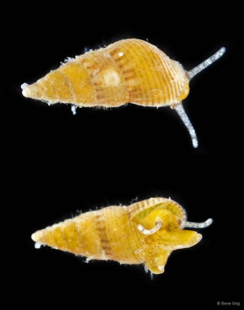 Gastropoda sp. "Gastropod 17" • © Rene Ong • All Rights Reserved