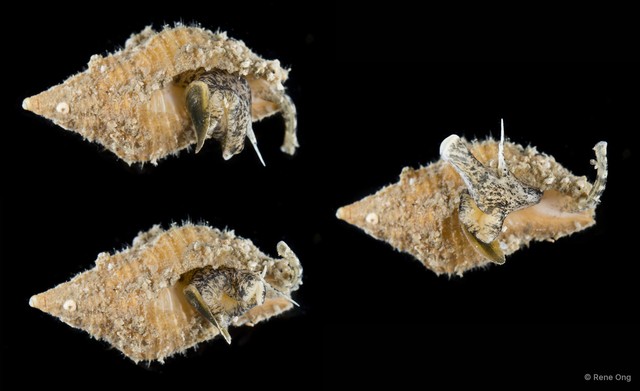 Gastropoda sp. "Gastropod 2" • © Rene Ong • All Rights Reserved