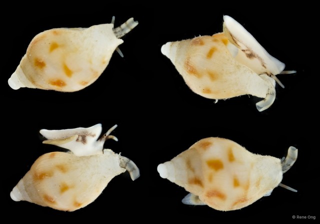 Gastropoda sp. "Gastropod 4" • © Rene Ong • All Rights Reserved