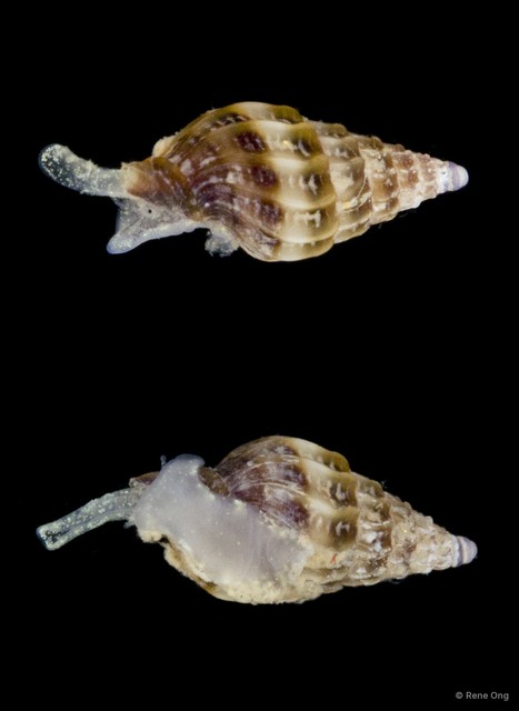 Gastropoda sp. "Gastropod 5a" • © Rene Ong • All Rights Reserved