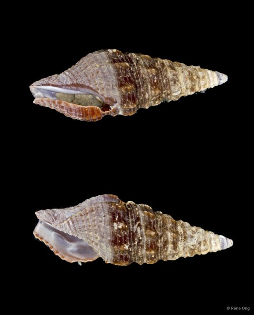 Gastropoda sp. "Gastropod 6" • © Rene Ong • All Rights Reserved