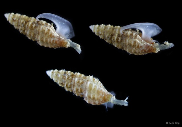Gastropoda sp. "Gastropod 7a" • © Rene Ong • All Rights Reserved