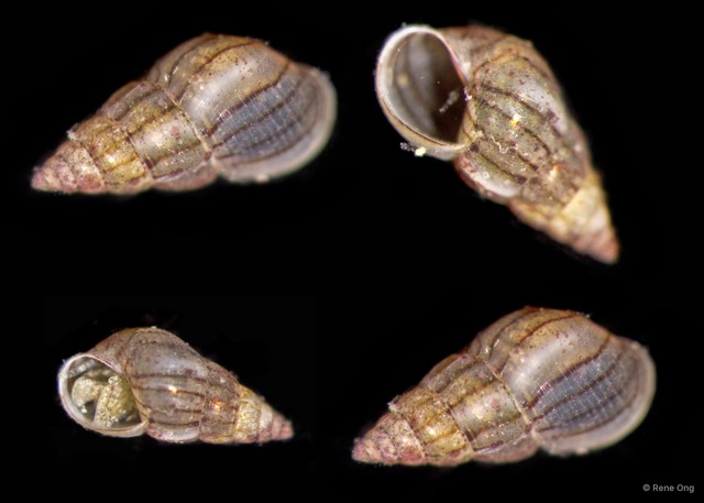Gastropoda sp. "Gastropod 7b" • © Rene Ong • All Rights Reserved