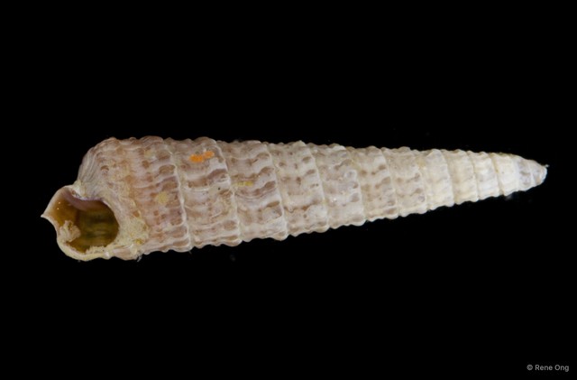 Gastropoda sp. "Gastropod 8" • © Rene Ong • All Rights Reserved