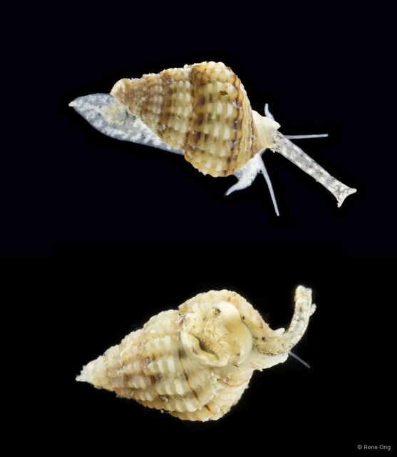 Gastropoda sp. "Gastropod 9" • © Rene Ong • All Rights Reserved