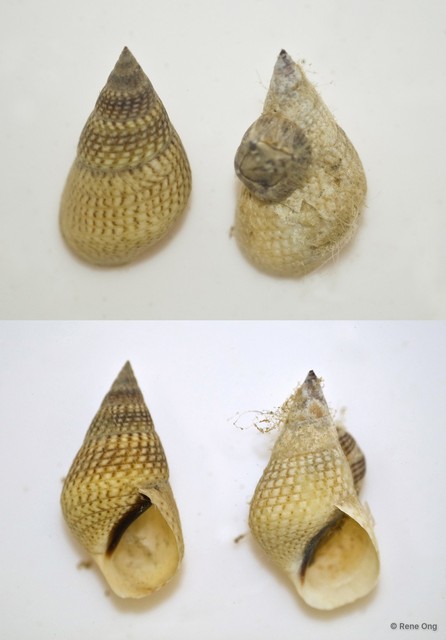 Gastropoda sp. "L" • © Rene Ong • All Rights Reserved
