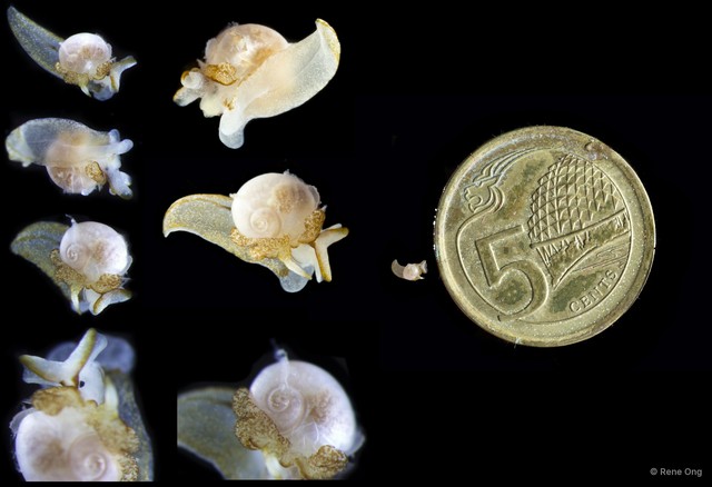 Gastropoda sp. "Micro-gastropod ARM-0271" • © Rene Ong • All Rights Reserved