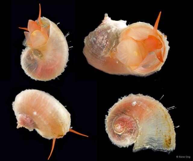 Gastropoda sp. "Micro-gastropod ARM-0617" • © Rene Ong • All Rights Reserved