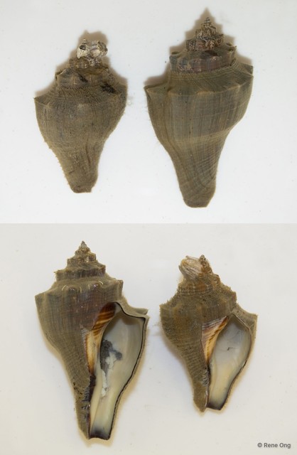 Gastropoda sp. "N" • © Rene Ong • All Rights Reserved