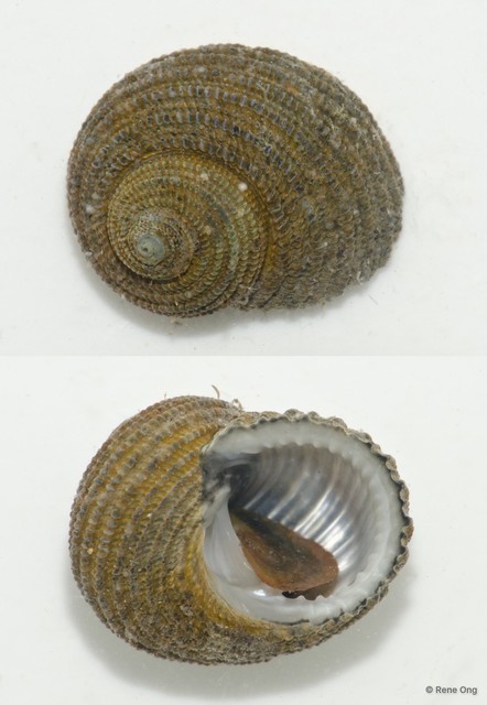 Gastropoda sp. "R" • © Rene Ong • All Rights Reserved
