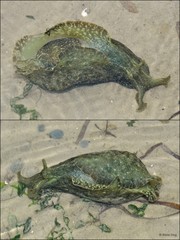 Aplysiidae sp. "Sea hare 1"